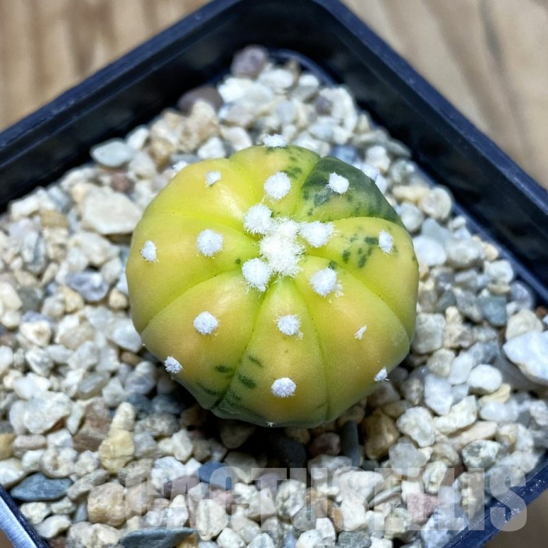 SH4103 Astrophytum asterias f. variegata