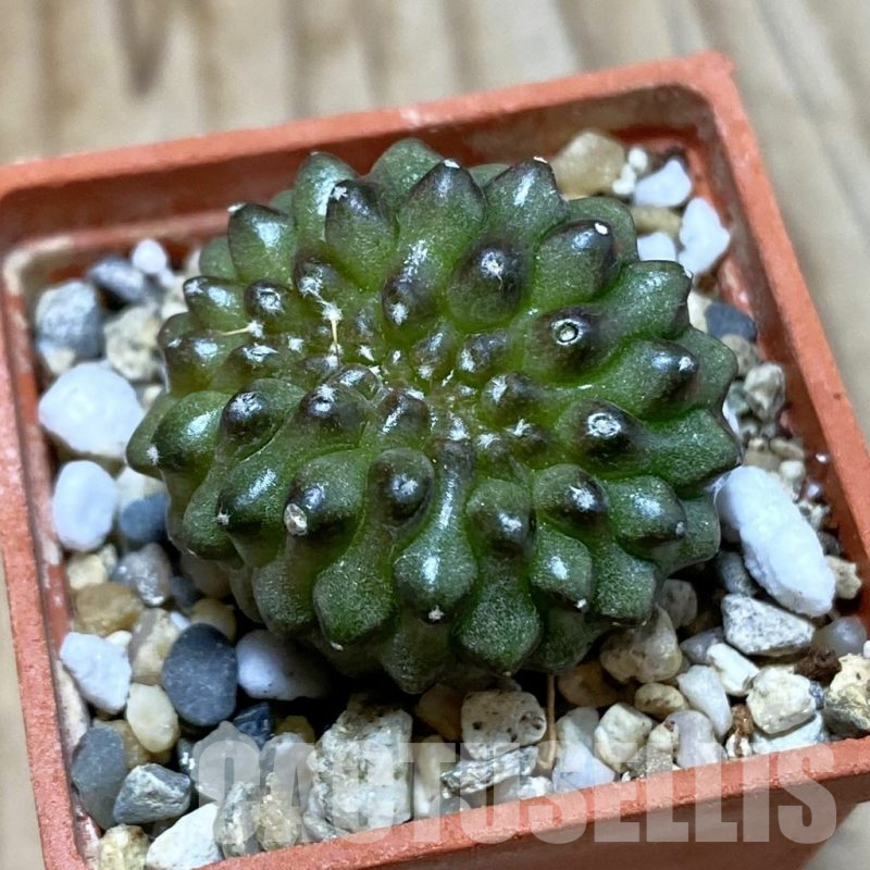 SH4107 Gymnocalycium mihanovichii ‘inermis’ f. cristata