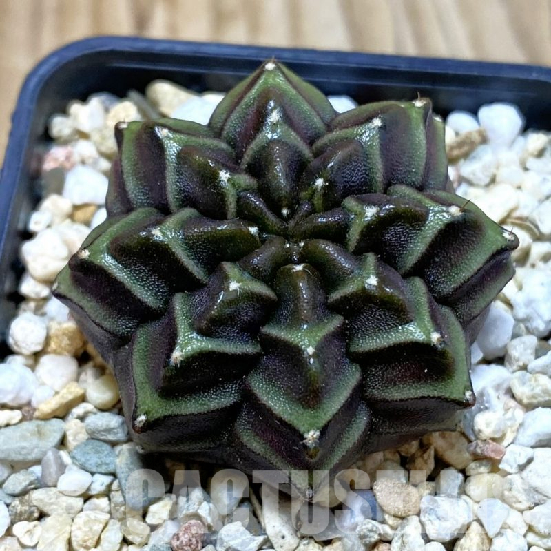SH4108 Gymnocalycium mihanovichii ‘Nana’ x ‘Day Dream’, seedling
