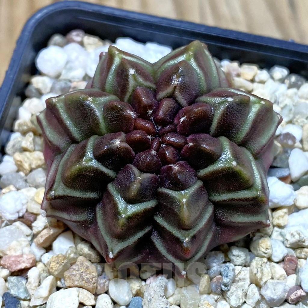 SH4109 Gymnocalycium mihanovichii ‘Nana’ x ‘Day Dream’, seedling