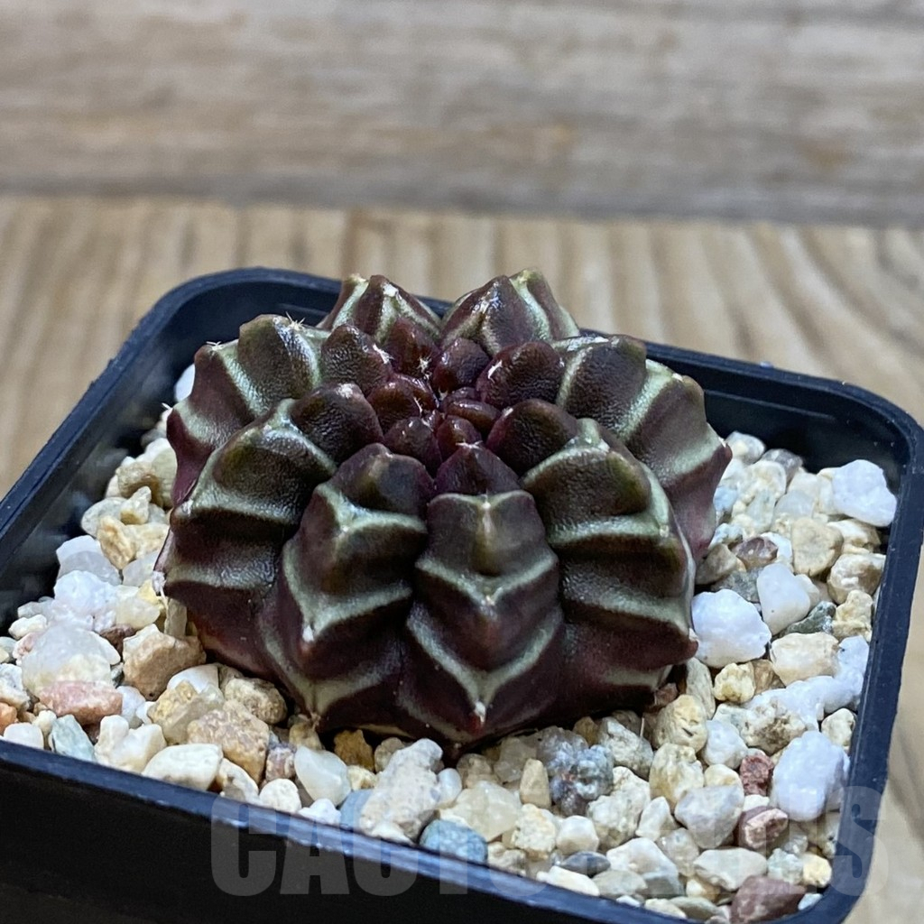 SH4109 Gymnocalycium mihanovichii ‘Nana’ x ‘Day Dream’, seedling - Obrázek 2