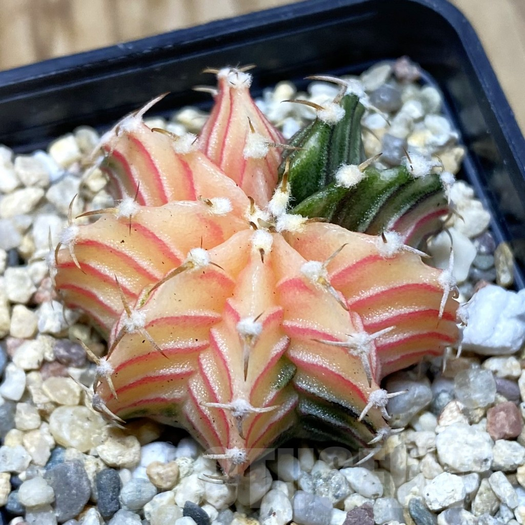 SH4111 Gymnocalycium friedrichii f. variegata, seedling