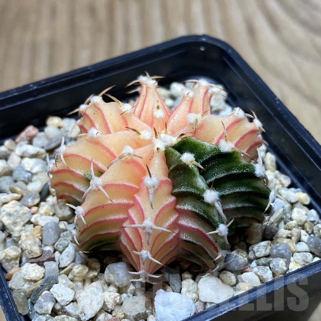 SH4111 Gymnocalycium friedrichii f. variegata, seedling - Image 2