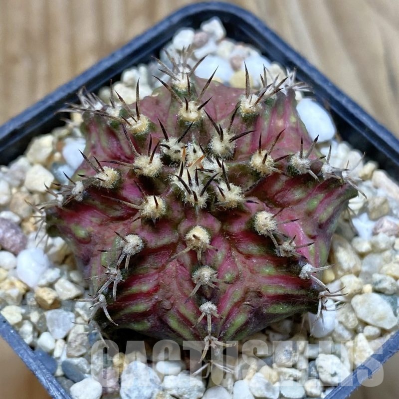 SH4113 Gymnocalycium mihanovichii ‘T-Lux’, seedling