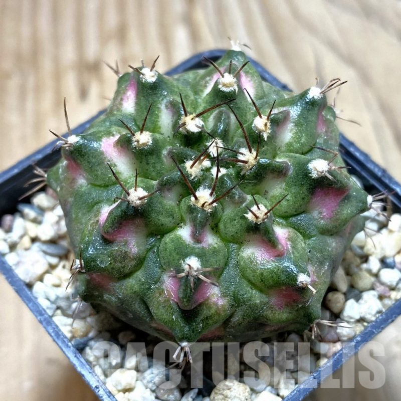 SH4115 Gymnocalycium mihanovichii ‘T-Lux’, seedling