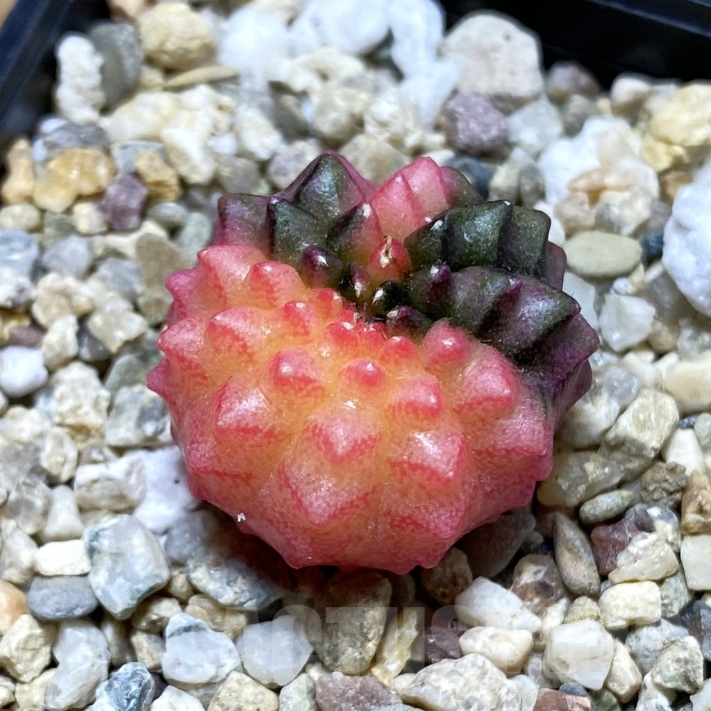 SH4117 Gymnocalycium mihanovichii ‘inermis’ f. variegata, seedling
