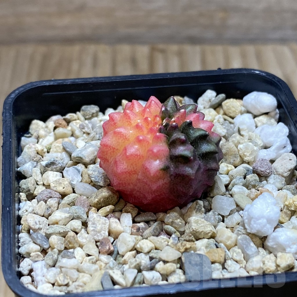 SH4117 Gymnocalycium mihanovichii ‘inermis’ f. variegata, seedling - Imagen 2