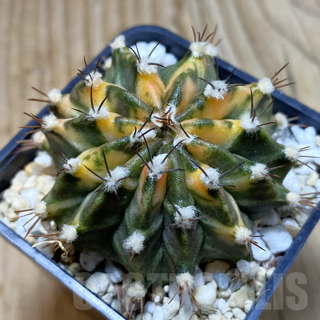 SH4118 Gymnocalycium mihanovichii f. variegata, seedling