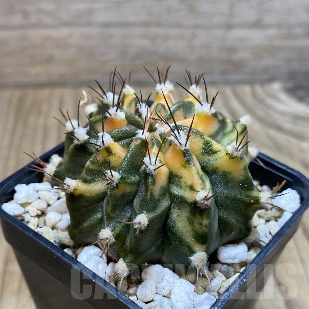 SH4118 Gymnocalycium mihanovichii f. variegata, seedling - Imagen 2