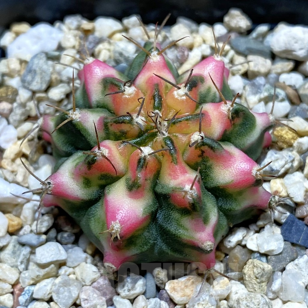 SH4119 Gymnocalycium mihanovichii ‘Multicolor’