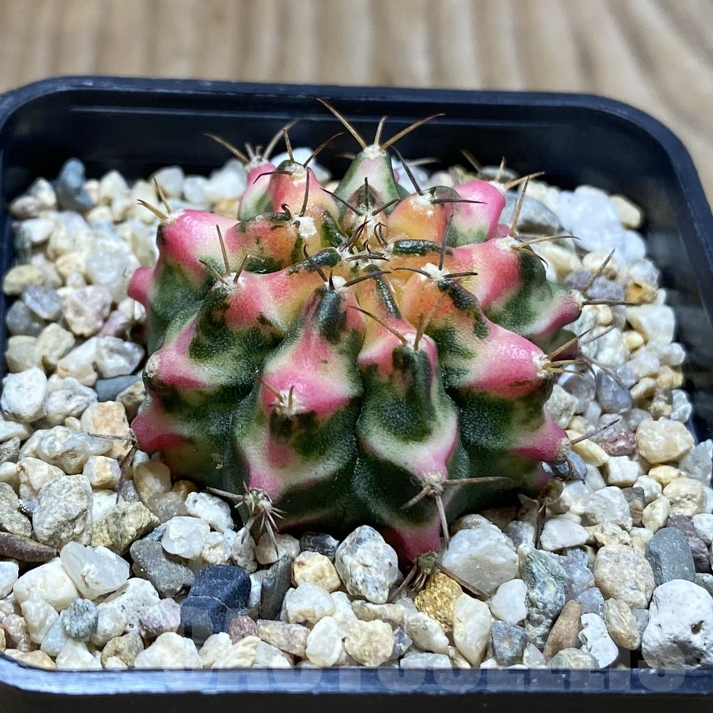 SH4119 Gymnocalycium mihanovichii ‘Multicolor’ - Image 2