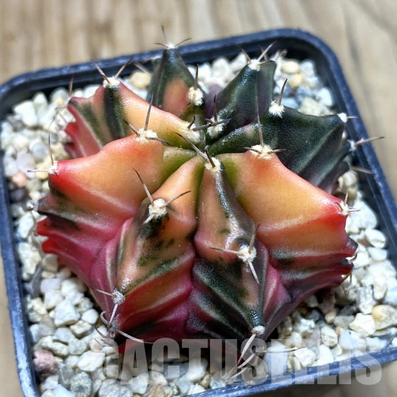 SH4122 Gymnocalycium mihanovichii f. variegata, seedling