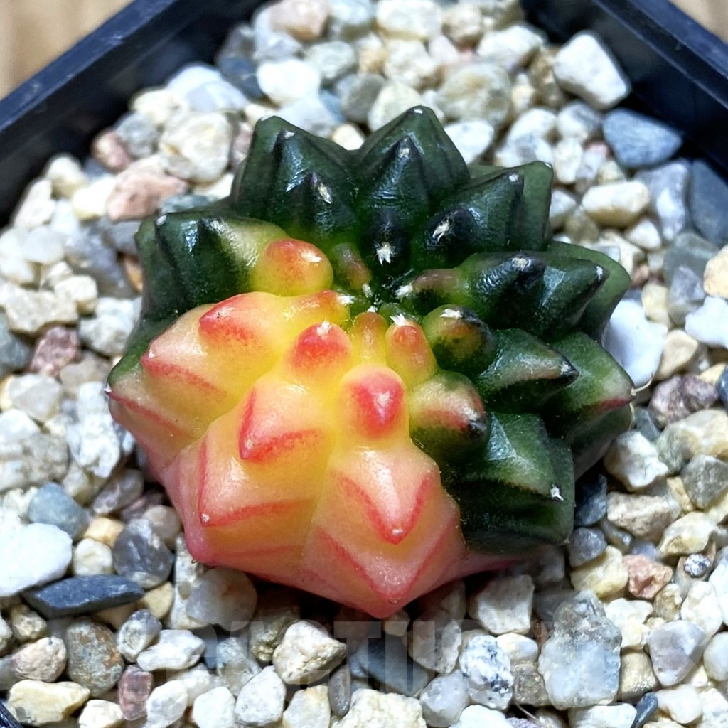 SH4289 Gymnocalycium mihanovichii ‘inermis’ f. variegata, seedling