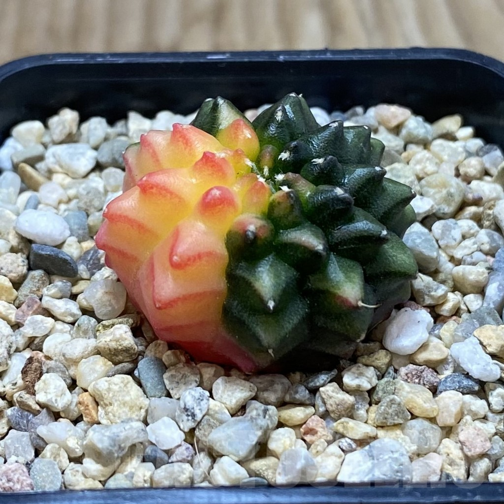 SH4289 Gymnocalycium mihanovichii ‘inermis’ f. variegata, seedling - Image 2