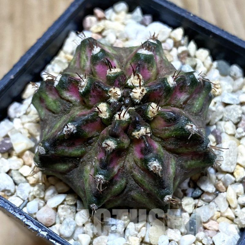 SH4291 Gymnocalycium mihanovichii ‘T-Lux’, seedling