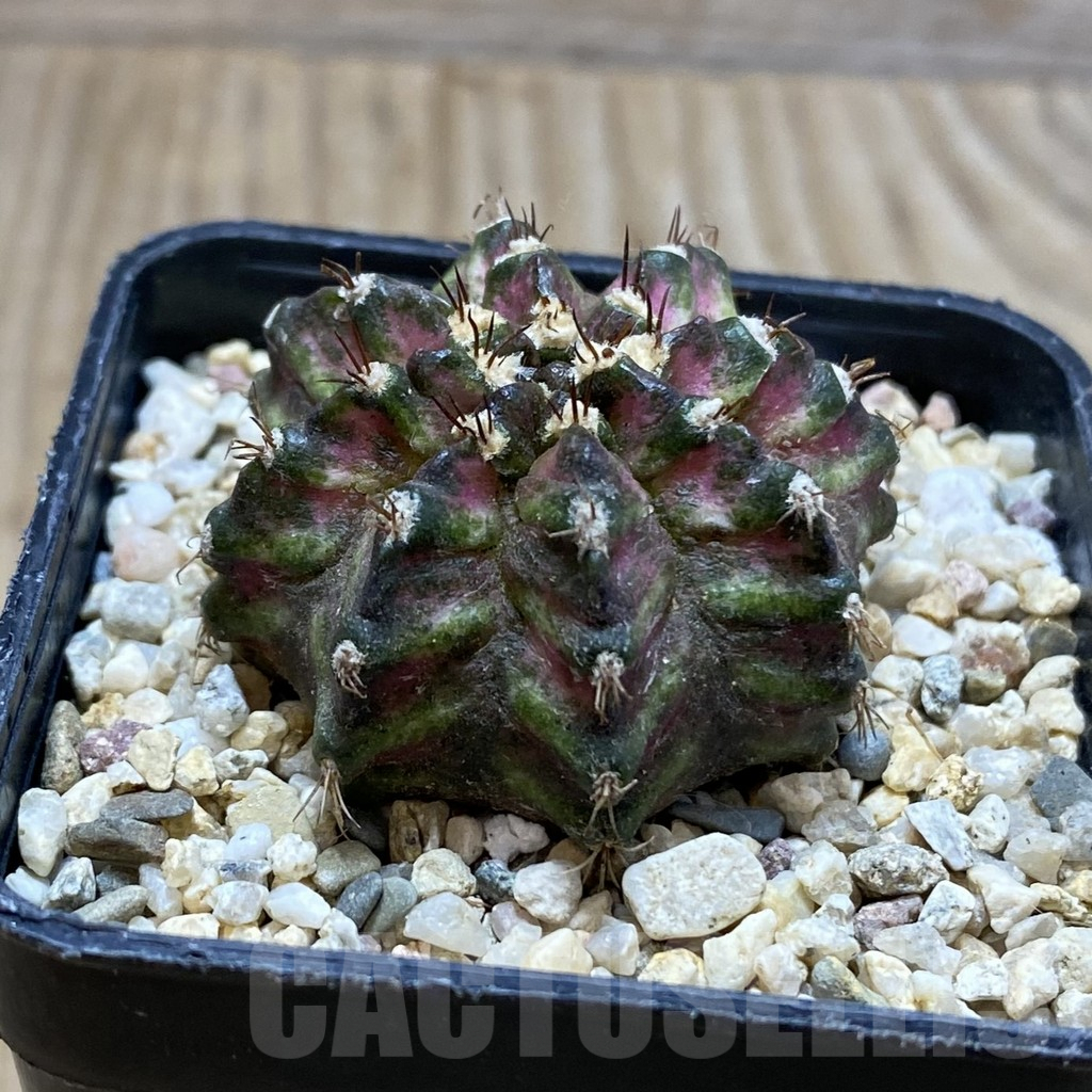 SH4291 Gymnocalycium mihanovichii ‘T-Lux’, seedling - Image 2