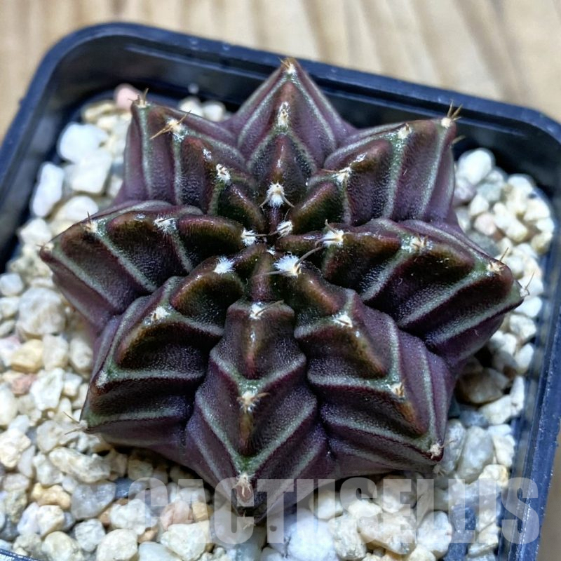 SH4298 Gymnocalycium mihanovichii ‘Nana’ x ‘Day Dream’, seedling