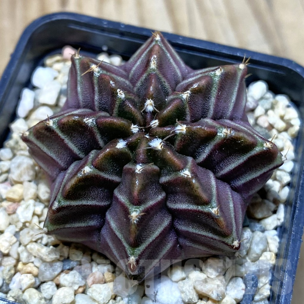 SH4298 Gymnocalycium mihanovichii ‘Nana’ x ‘Day Dream’, seedling