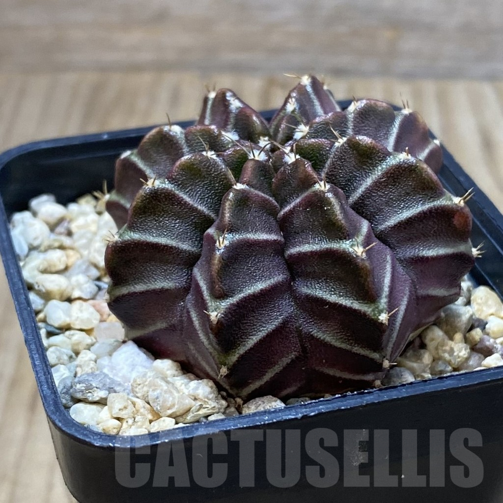 SH4298 Gymnocalycium mihanovichii ‘Nana’ x ‘Day Dream’, seedling - Image 2