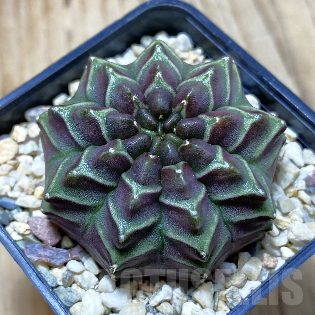 SH4300 Gymnocalycium mihanovichii ‘Nana’ x ‘Day Dream’, seedling