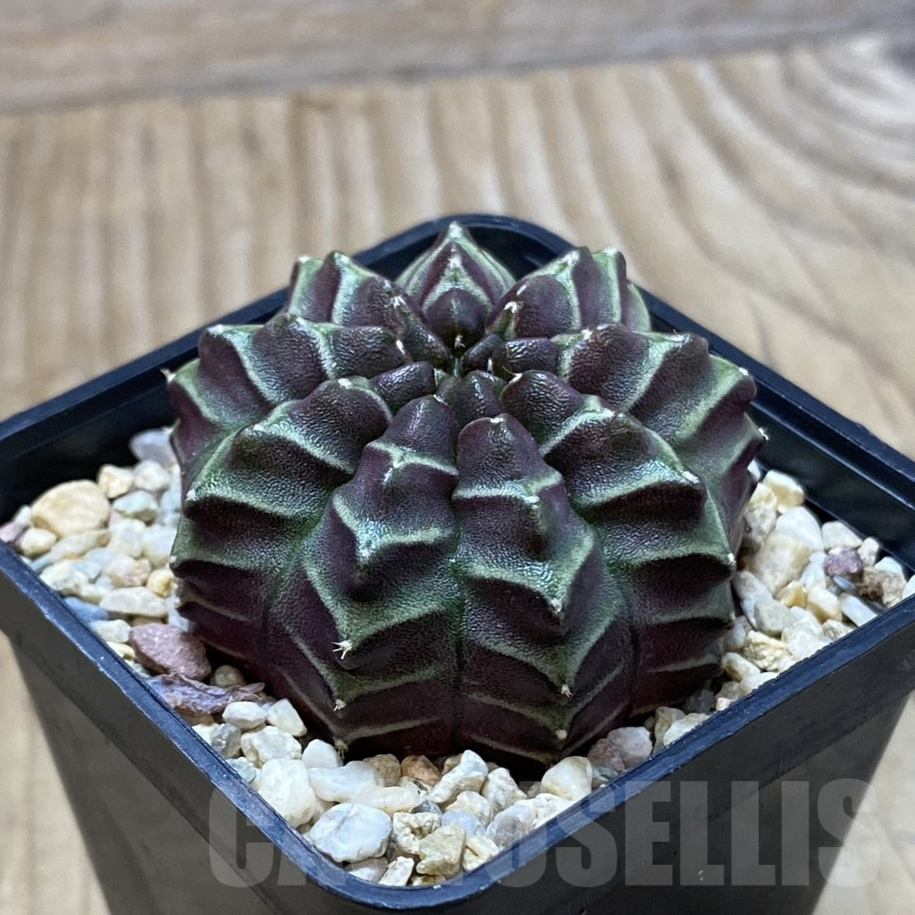 SH4300 Gymnocalycium mihanovichii ‘Nana’ x ‘Day Dream’, seedling - Image 2