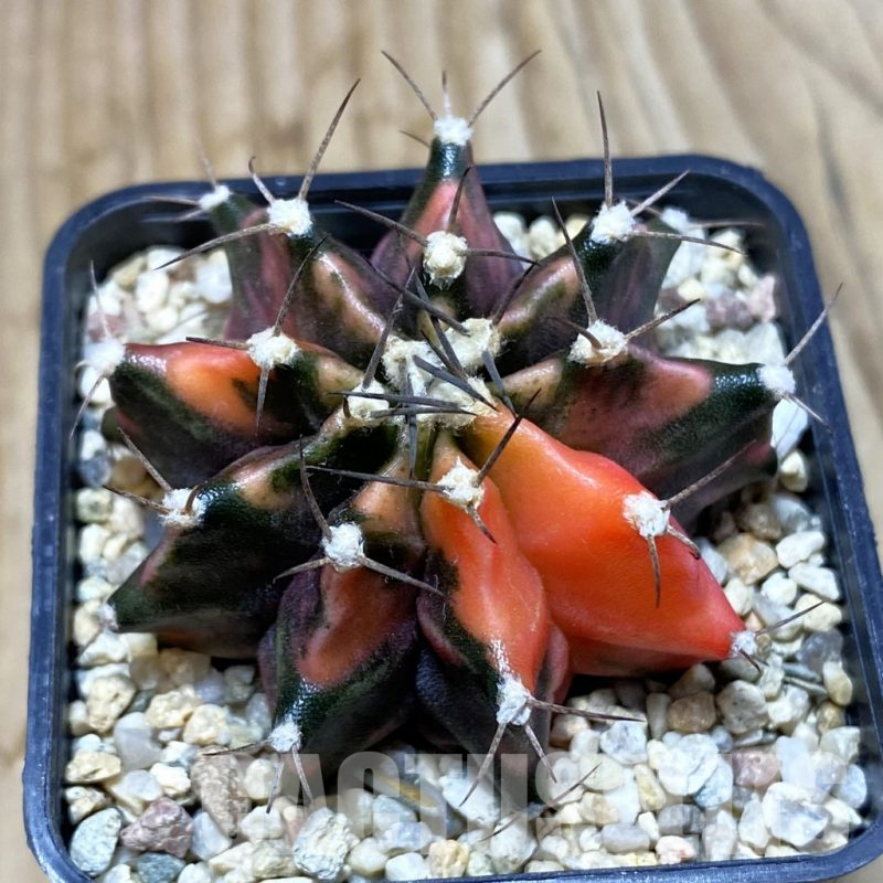SH4303 Gymnocalycium mihanovichii f. variegata, seedling