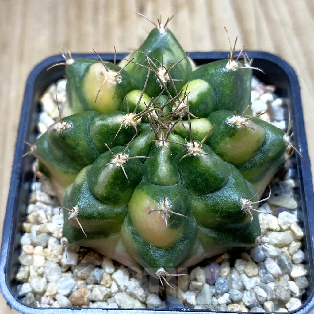 SH4304 Gymnocalycium mihanovichii f. variegata, seedling