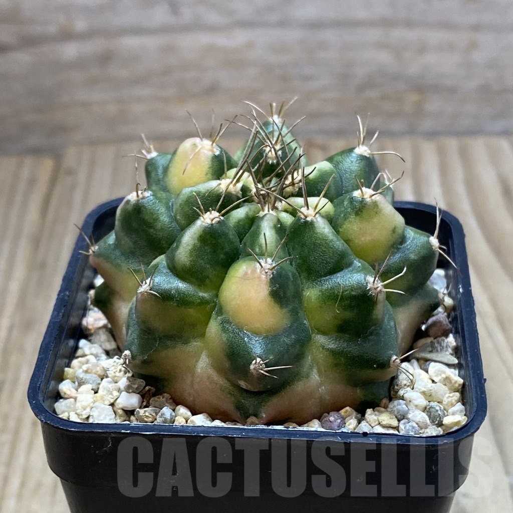 SH4304 Gymnocalycium mihanovichii f. variegata, seedling - immagine 2