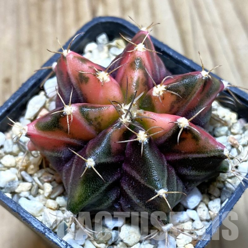 SH4306 Gymnocalycium mihanovichii f. variegata, seedling