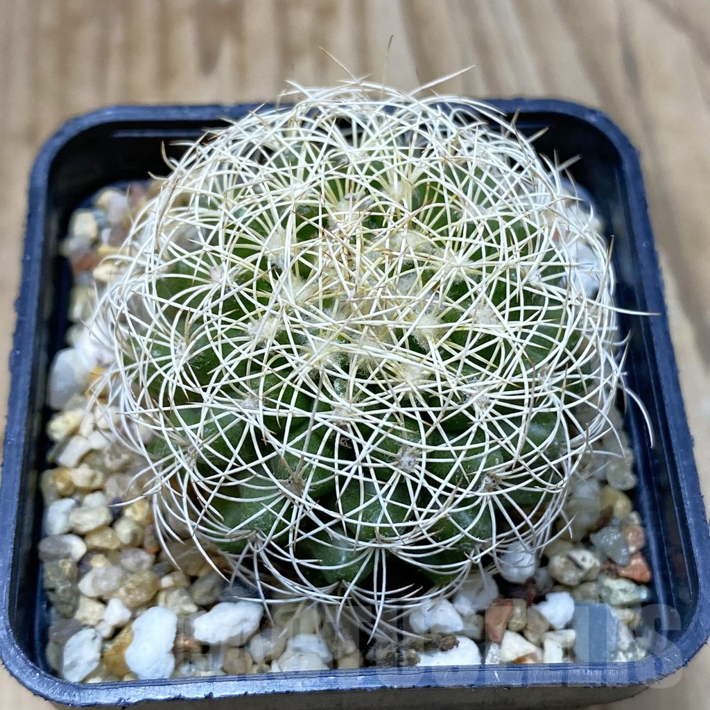 SH4312 Discocactus araneispinus