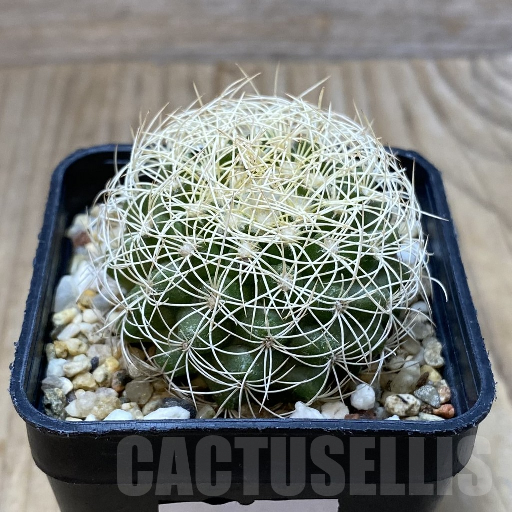 SH4312 Discocactus araneispinus - immagine 2