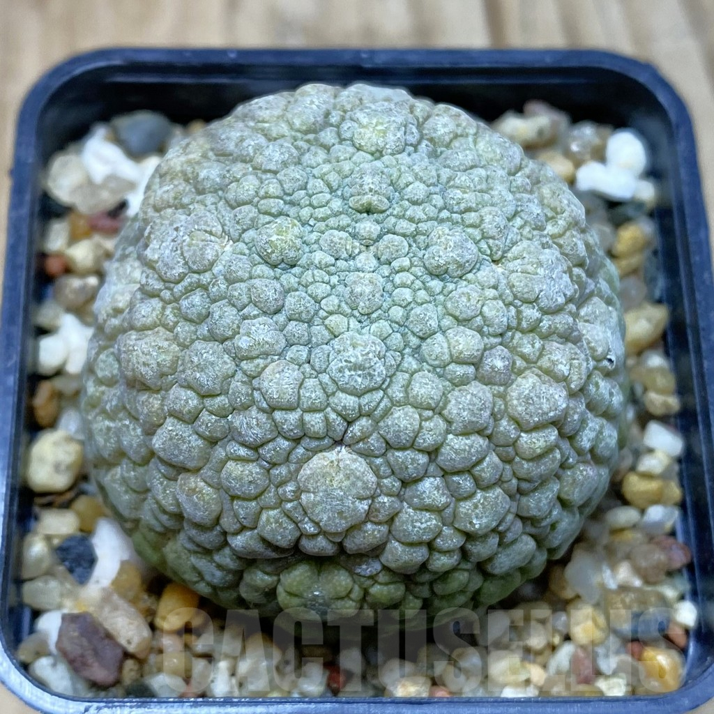 SH4263 Pseudolithos migiurtinus