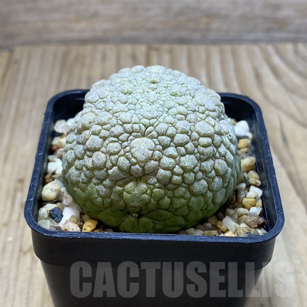 SH4263 Pseudolithos migiurtinus - Image 2