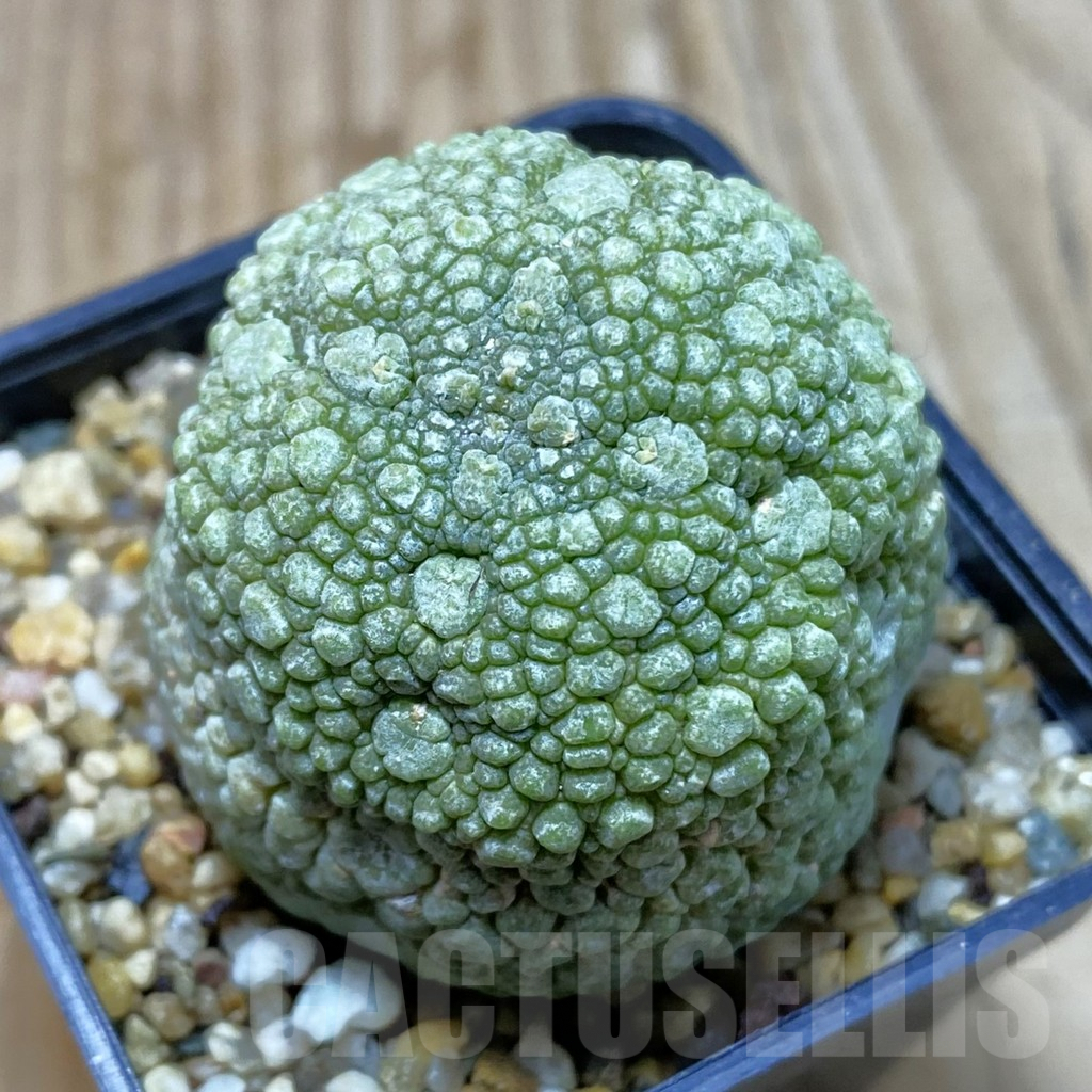 SH4264 Pseudolithos migiurtinus