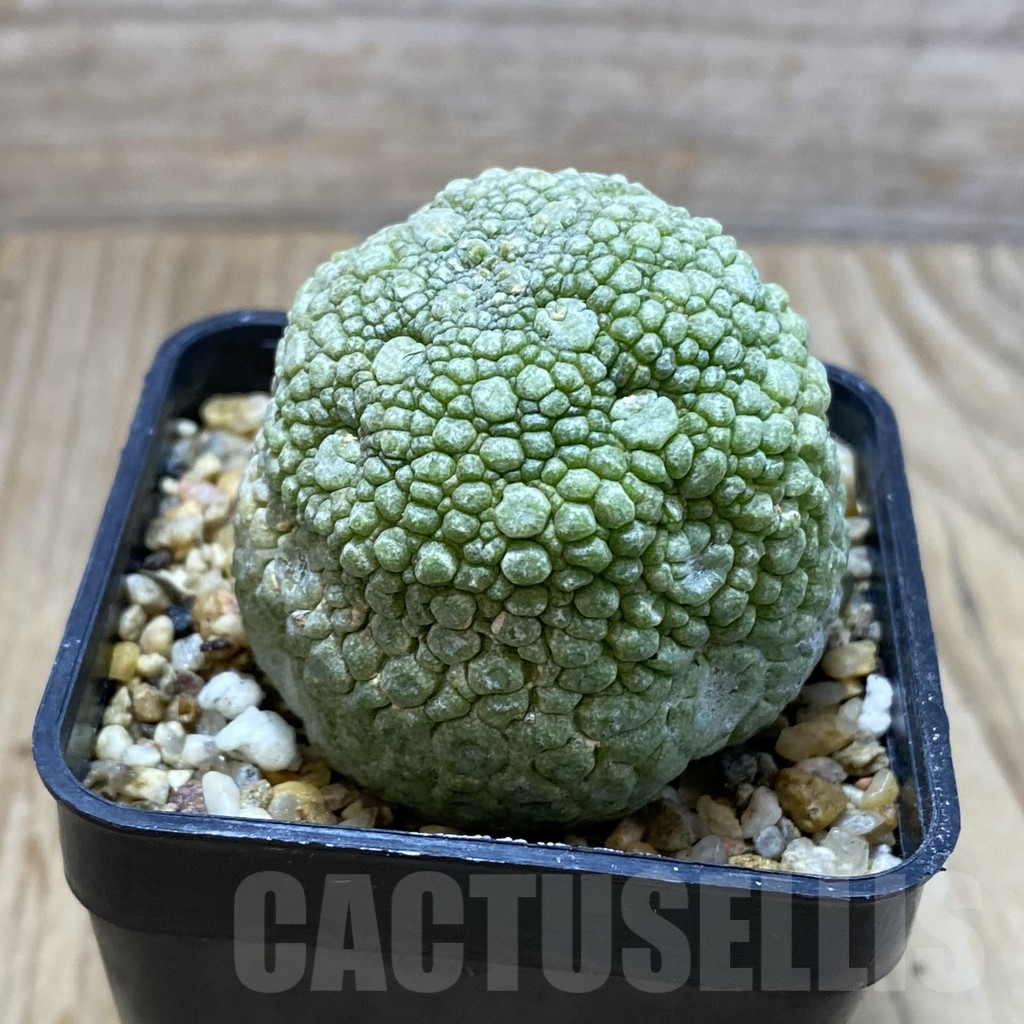 SH4264 Pseudolithos migiurtinus - Image 2
