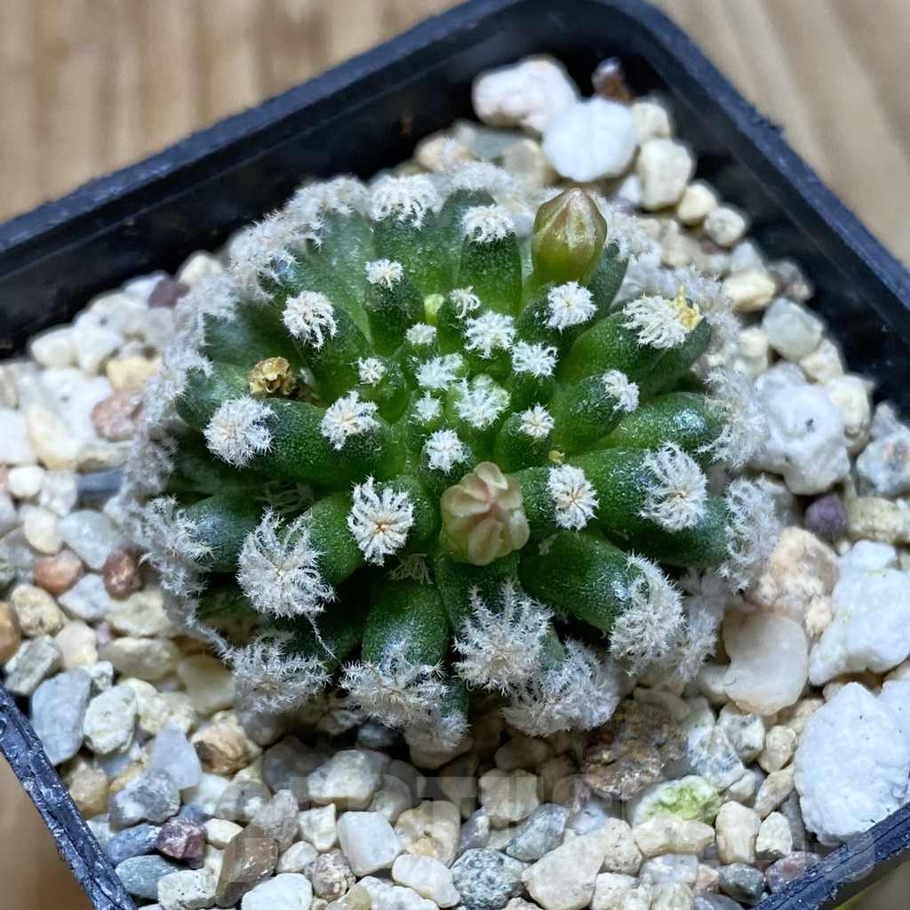 SH4266 Mammillaria plumosa ‘Snow’