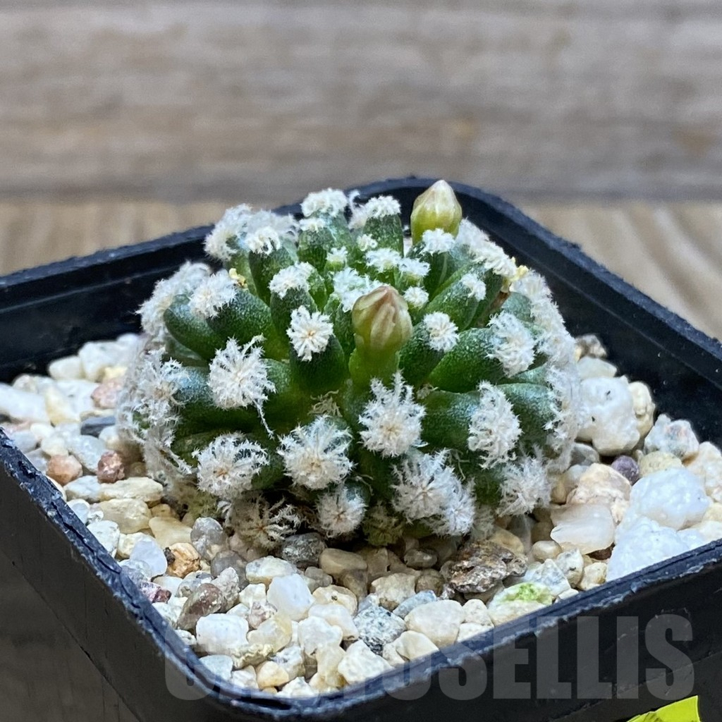 SH4266 Mammillaria plumosa ‘Snow’ - immagine 2