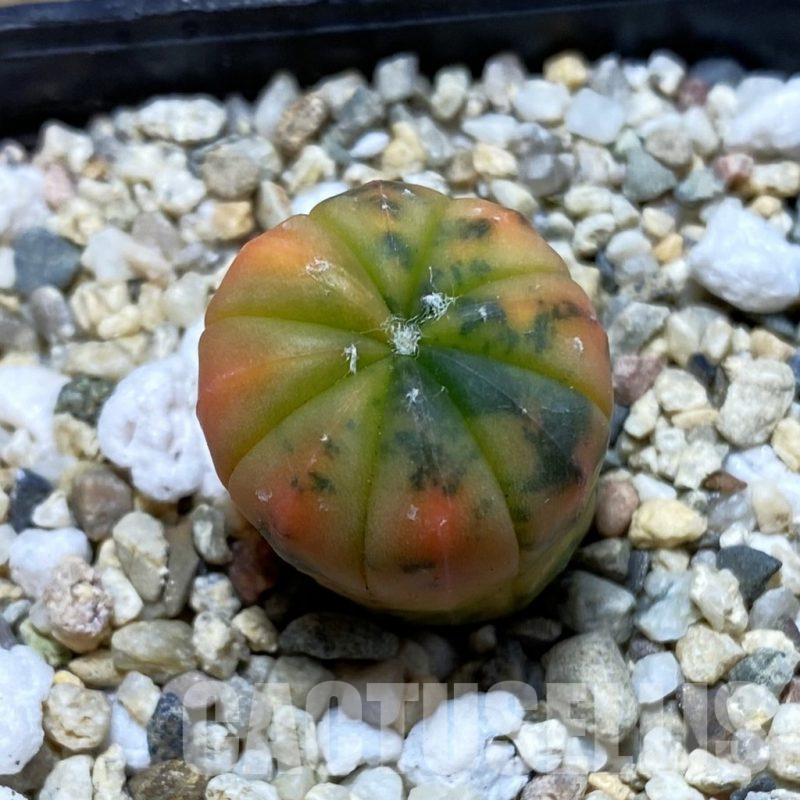 SH4272 Astrophytum asterias ‘Purple Skin Red’ f. variegata