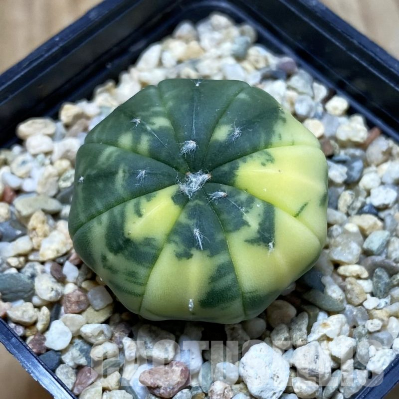 SH4277 Astrophytum asterias f. variegata