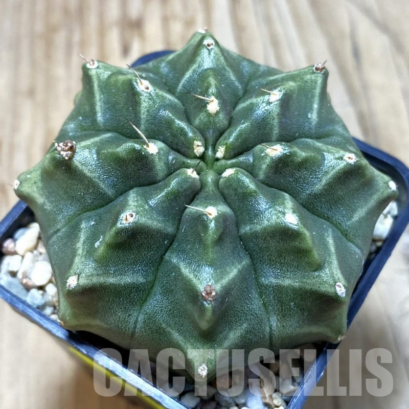 SH4284 Gymnocalycium mihanovichii ‘Day Dream’, seedling