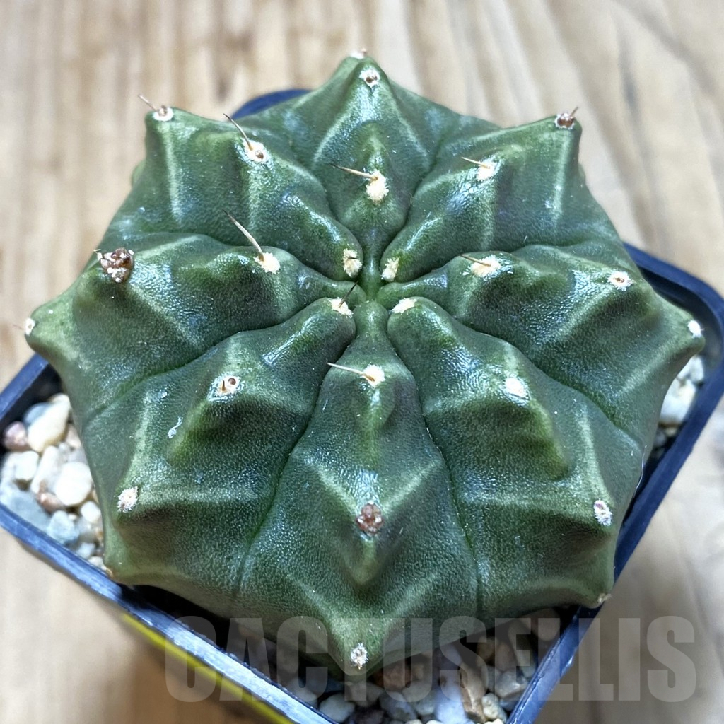 SH4284 Gymnocalycium mihanovichii ‘Day Dream’, seedling
