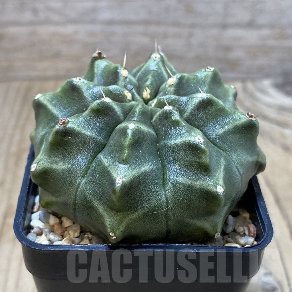 SH4284 Gymnocalycium mihanovichii ‘Day Dream’, seedling - Image 2