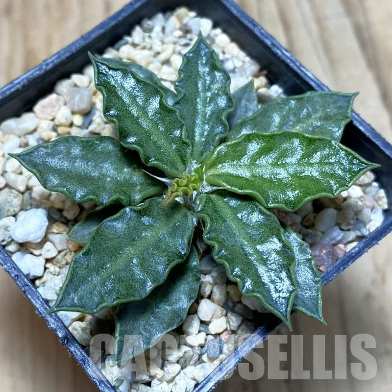 SH4258 Euphorbia tulearensis