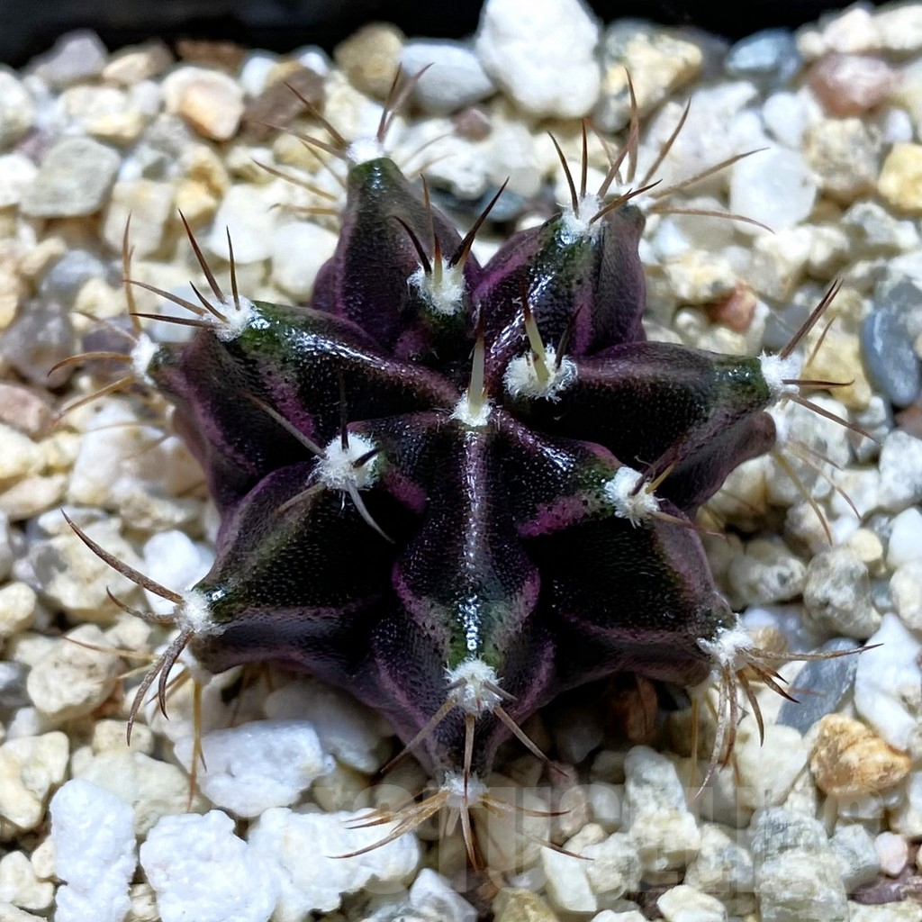 SH4287 Gymnocalycium mihanovichii 'Hibotan', seedling