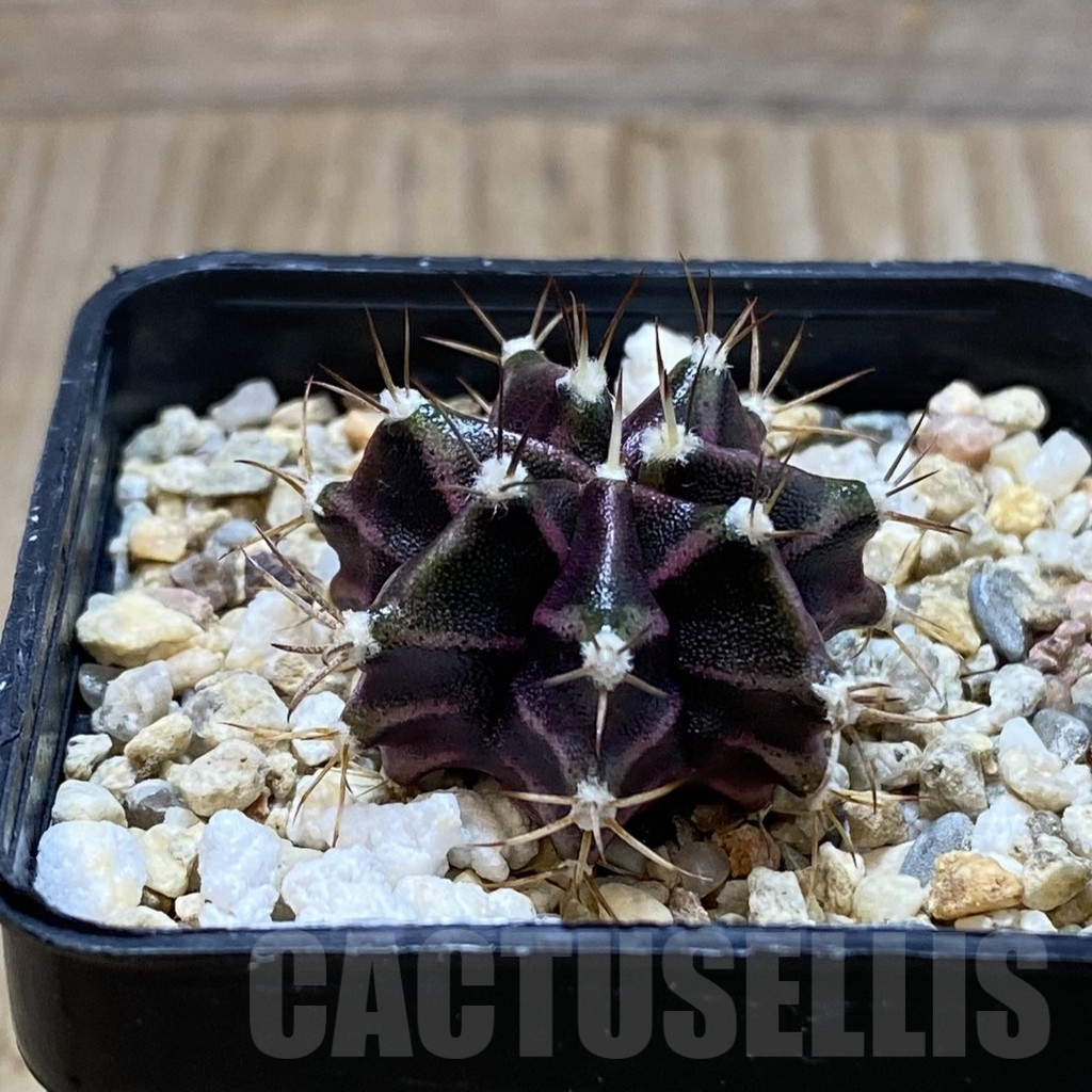 SH4287 Gymnocalycium mihanovichii 'Hibotan', seedling - Imagen 2
