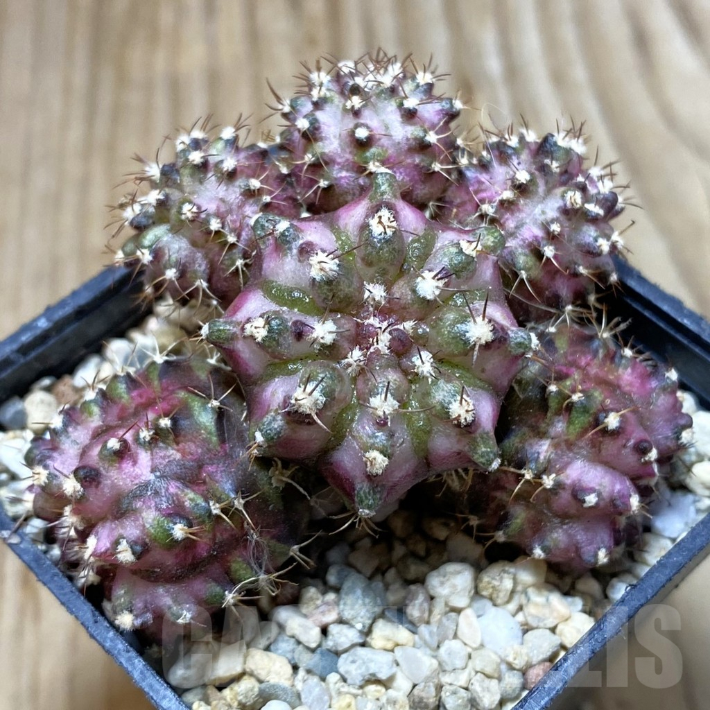SH4390 Gymnocalycium mihanovichii ‘T-Lux’ hybrid, seedling