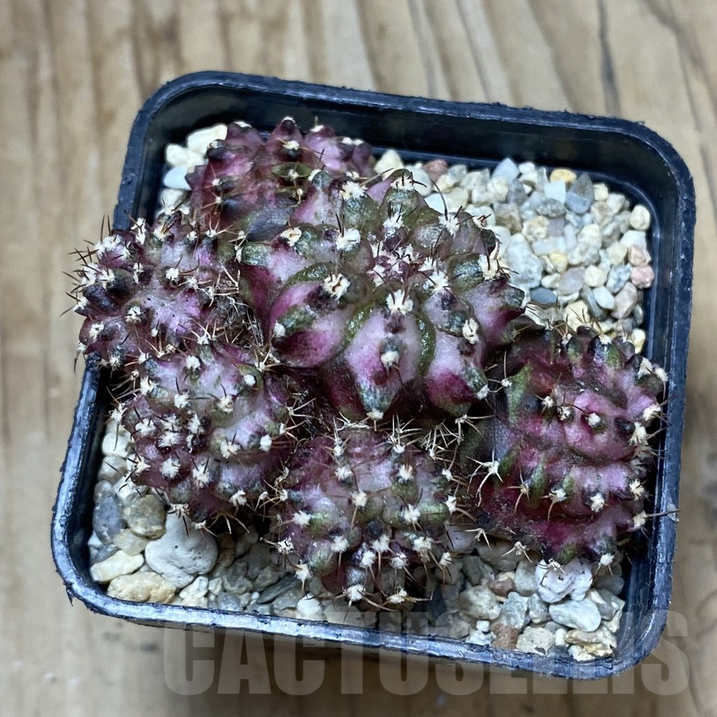 SH4390 Gymnocalycium mihanovichii ‘T-Lux’ hybrid, seedling - Image 2