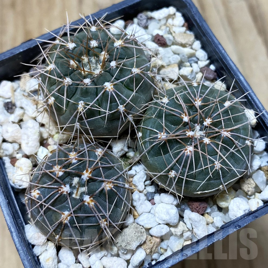 SH4392 Gymnocalycium taningaense VG 306, 2 plants