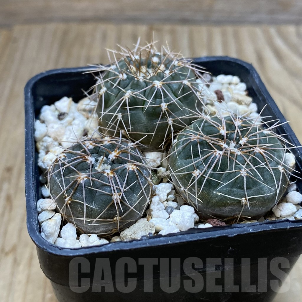 SH4392 Gymnocalycium taningaense VG 306, 2 plants - immagine 2