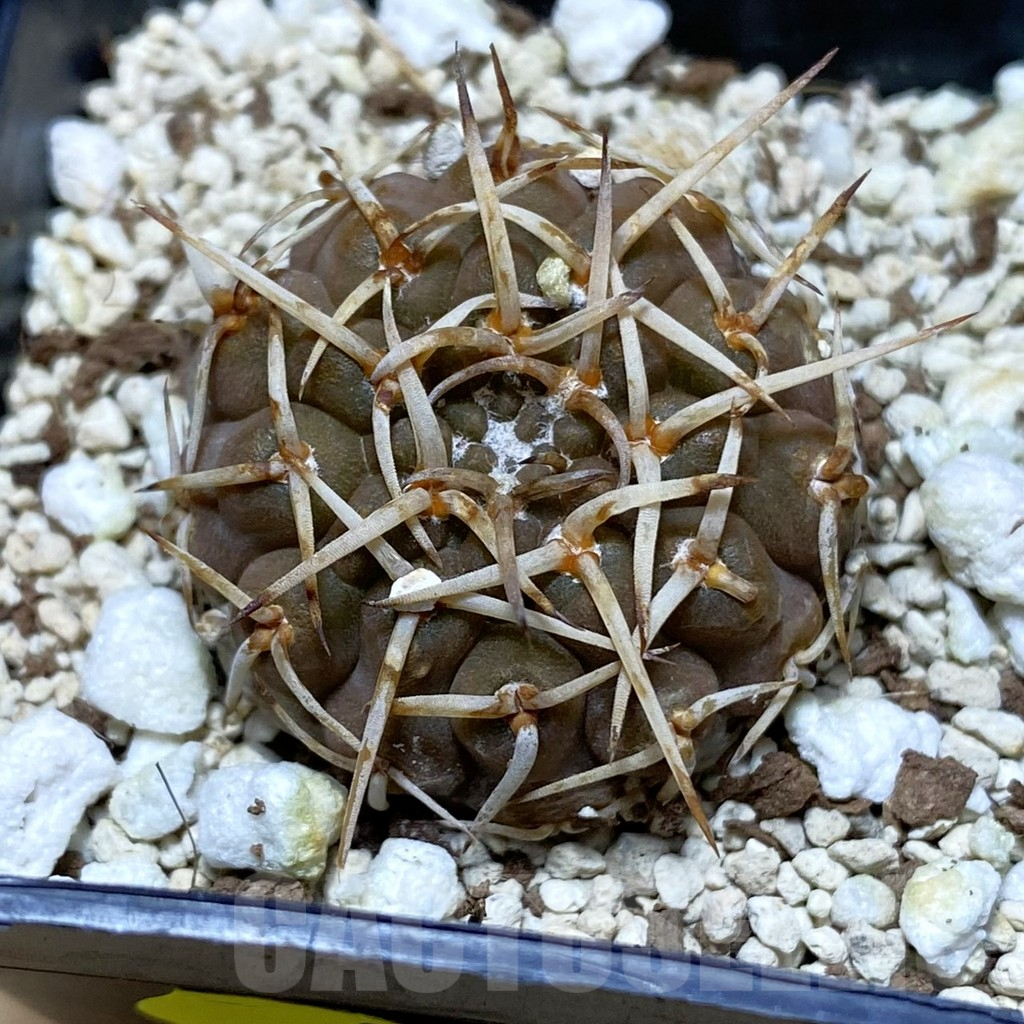 SH4393 Gymnocalycium stellatum v. paucispinum